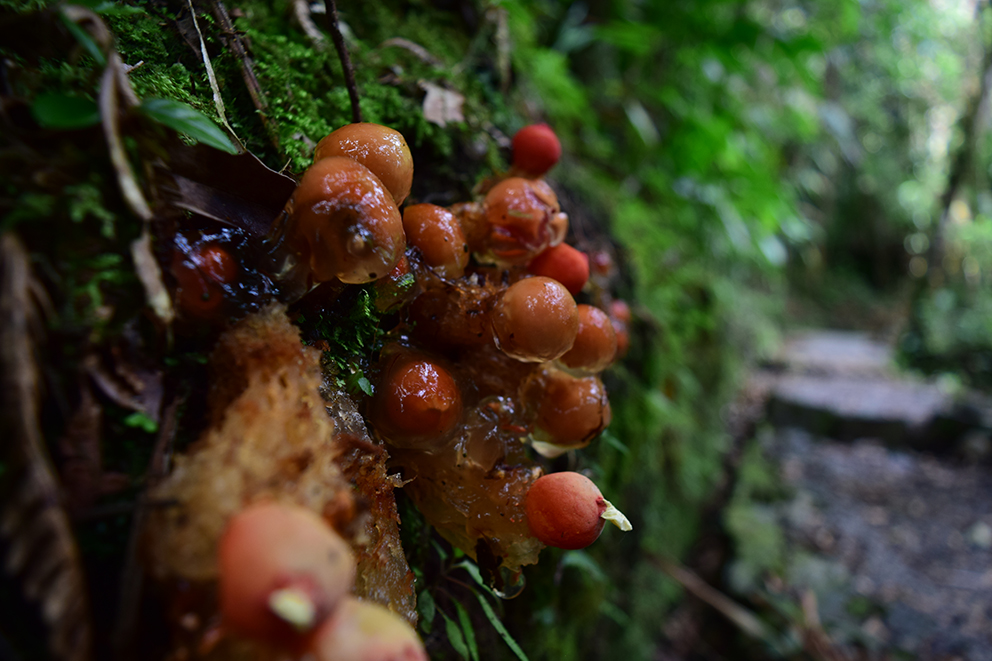 Biotopo para la conservación del quetzal